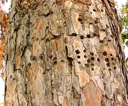 Diseased Indiana Tree
